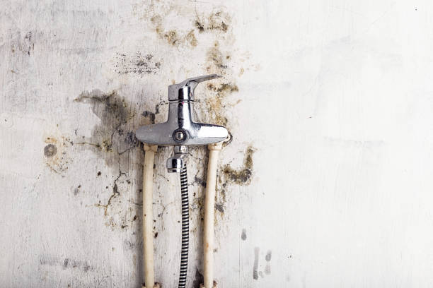 Best Mold Removal Near Me  in Forsyth, MO