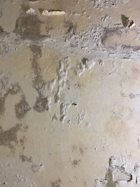 Best Crawl Space Mold Removal  in Forsyth, MO