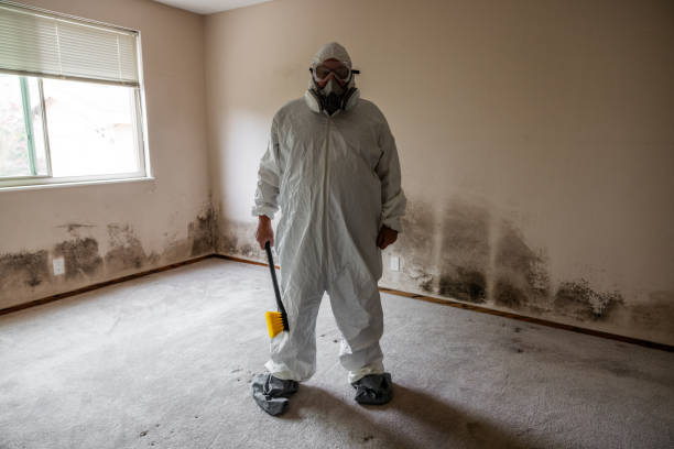 Best Affordable Mold Removal  in Forsyth, MO