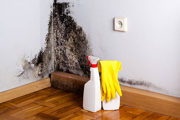 Best Same-Day Mold Removal  in Forsyth, MO