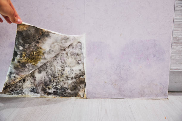 Best Home Mold Removal  in Forsyth, MO